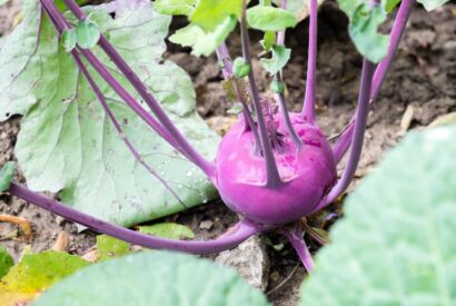 Thumbnail for Kohlrabi richtig zubereiten